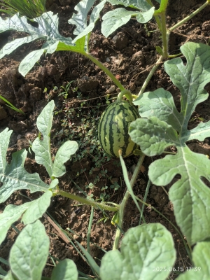 赤峰吊秧西瓜批發(fā)電話號碼-第1張圖片