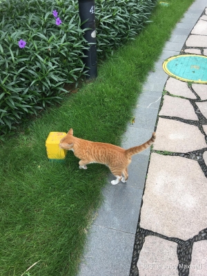 赤峰喂貓服務(wù)中心電話號碼-第1張圖片