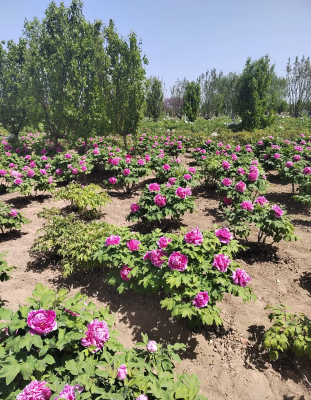 赤峰大型夏堇商家電話號碼-第1張圖片