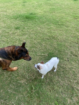 赤峰狗子聚會地點電話號碼-第1張圖片