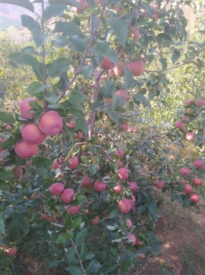 赤峰富龍液化氣代理電話號碼-第1張圖片