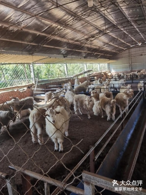 赤峰羊交易市場(chǎng)-第1張圖片