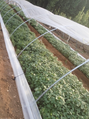 赤峰紅薯地瓜種植基地電話號碼-第1張圖片