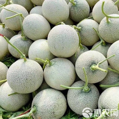 赤峰網(wǎng)紋瓜批發(fā)電話地址查詢-第1張圖片