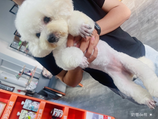 赤峰圣寵寵物醫(yī)院電話號(hào)碼-第1張圖片