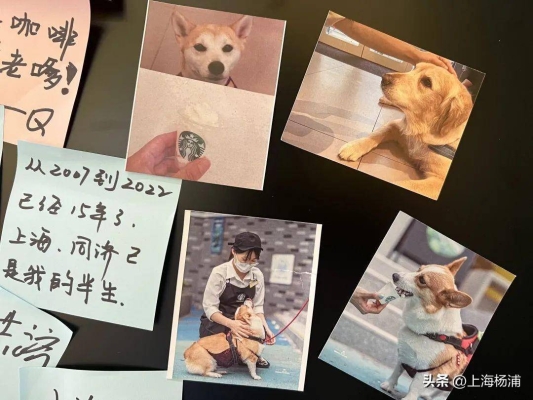 赤峰狗狗造型培訓(xùn)班電話號(hào)碼-第1張圖片