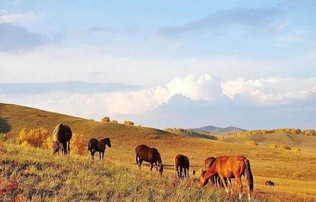 赤峰軍馬場住宿電話多少號-第1張圖片