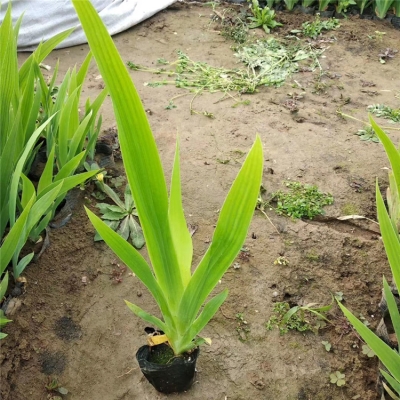 赤峰水生鳶尾苗批發(fā)電話號(hào)碼-第1張圖片