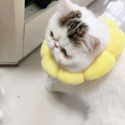 赤峰嘉旺寵物醫(yī)院電話號(hào)碼-第1張圖片