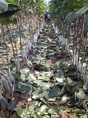 赤峰收購柳樹芽的地方電話號碼-第1張圖片