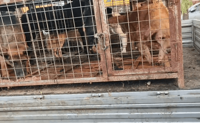 赤峰轉(zhuǎn)讓狗籠子電話是多少號(hào)-第1張圖片