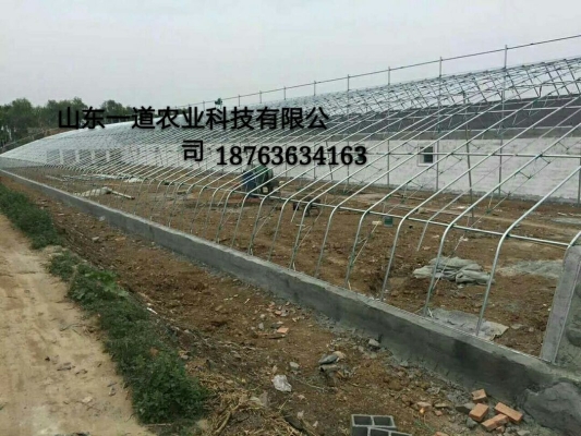 赤峰大棚蘿卜種植基地電話號碼-第1張圖片