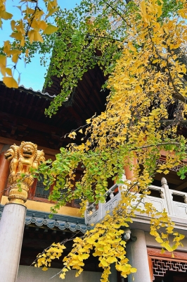 赤峰靜態(tài)導衛(wèi)廠家電話是多少-第1張圖片