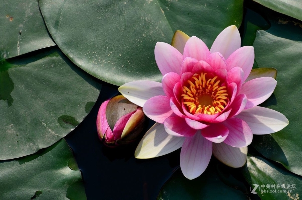 赤峰南洼花卉市場電話號(hào)碼-第1張圖片