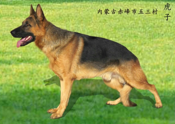 赤峰虎子凍貨電話號碼查詢-第1張圖片