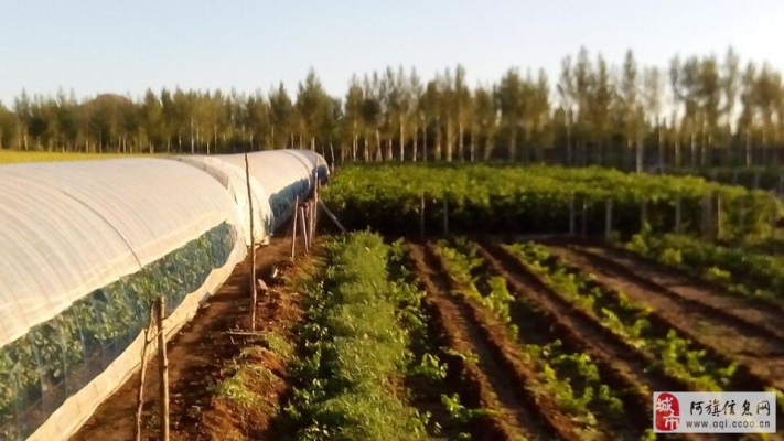 赤峰葡萄種植戶電話號(hào)碼查詢-第1張圖片