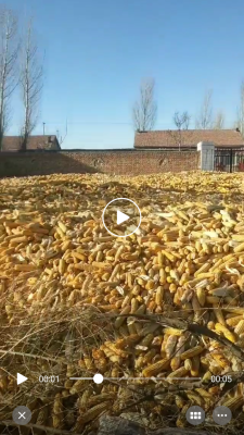 赤峰玉米碴子飯店電話地址查詢-第1張圖片