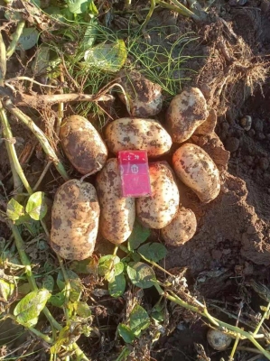 內(nèi)蒙古赤峰土豆銷售電話號(hào)碼-第1張圖片