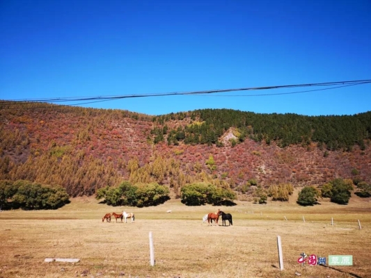 赤峰巴林右旗羊羔店電話號碼-第1張圖片