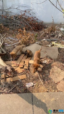 赤峰領養(yǎng)土狗電話多少啊-第1張圖片