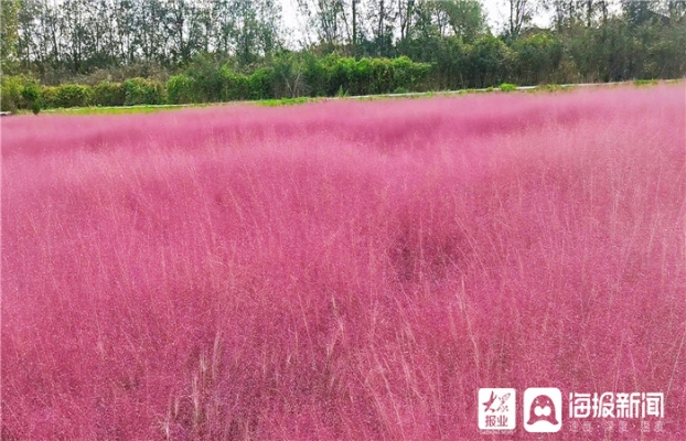 芝櫻生態(tài)園在哪里-第1張圖片