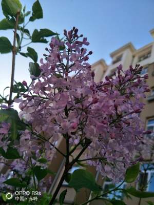 赤峰藍(lán)貝殼幼兒園電話號(hào)碼-第1張圖片