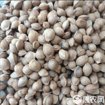 赤峰杏核最新價格-第1張圖片