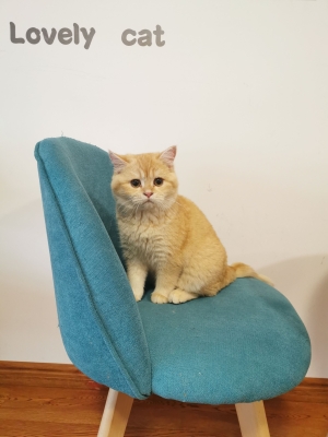 赤峰同城貓舍地址電話查詢號(hào)碼-第1張圖片