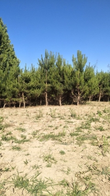 赤峰地區(qū)收購油松樹電話號(hào)碼-第1張圖片