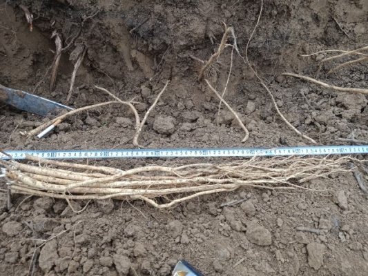 赤峰出售黃芪苗電話號碼是多少-第1張圖片