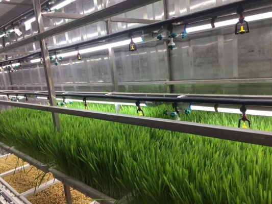 赤峰水培牧草供應(yīng)商電話號碼-第1張圖片