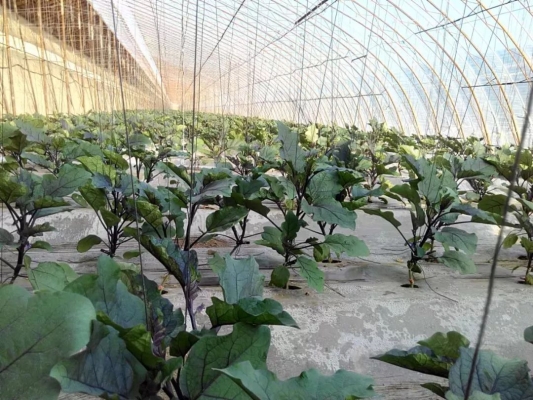 寧城蔬菜赤峰專賣(mài)店電話號(hào)碼-第1張圖片