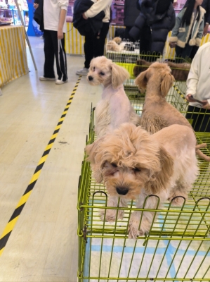 赤峰寵物招學(xué)徒電話號碼查詢-第1張圖片