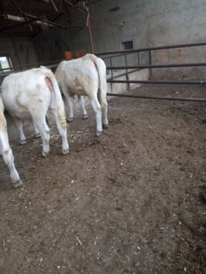 赤峰養(yǎng)牛項(xiàng)目地址電話號碼查詢-第1張圖片