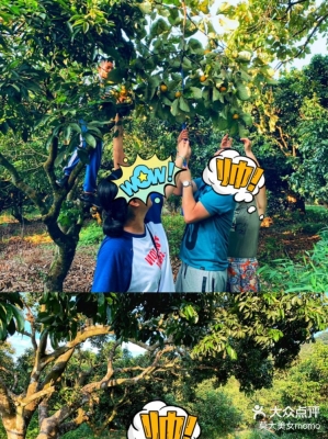 赤峰柿子塑料筐廠家電話號碼-第1張圖片