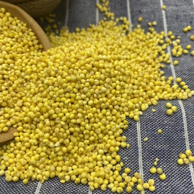 赤峰大黃米廠家地址電話號(hào)碼-第1張圖片