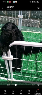 赤峰狗子聚會地址電話號碼-第1張圖片