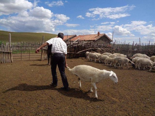 赤峰羊糞廠家供應商電話號碼-第1張圖片