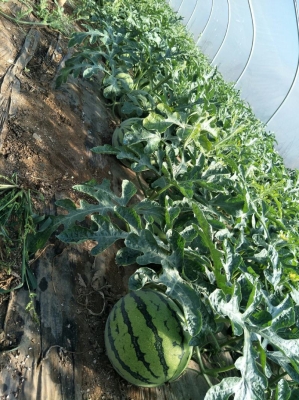 赤峰至莒縣客車電話號碼是多少-第1張圖片