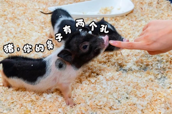 赤峰賣(mài)龍貓的地方電話(huà)號(hào)碼-第1張圖片