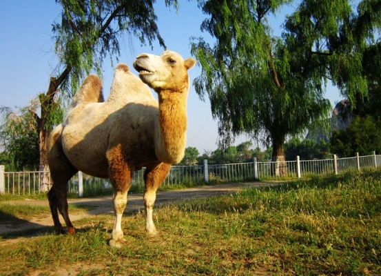 赤峰眾聯(lián)廣場駱駝店電話號碼-第1張圖片