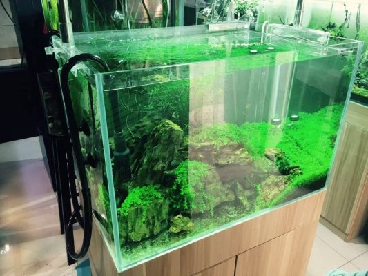 赤峰生態(tài)草缸廠家電話號碼-第1張圖片