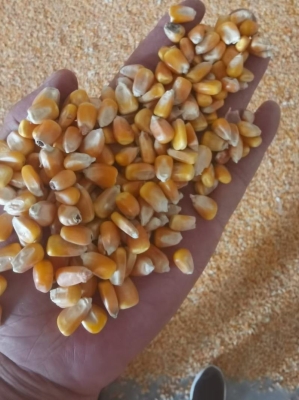 內蒙古赤峰玉米回收電話號碼-第1張圖片