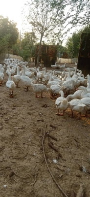 赤峰自家大鵝電話號(hào)碼多少-第1張圖片