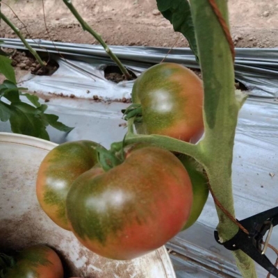 赤峰小柿子代收電話地址查詢-第1張圖片