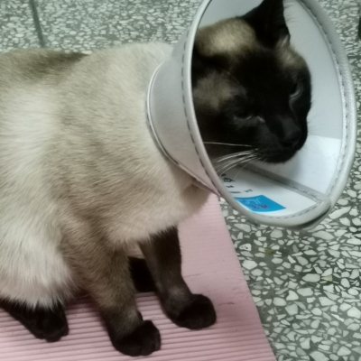 赤峰格霖寵物醫(yī)院電話號碼-第1張圖片