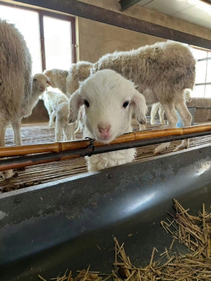 赤峰雙信種豬場電話號碼-第1張圖片