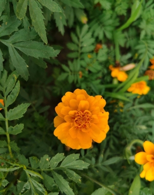 葉柏壽至赤峰客車-第1張圖片