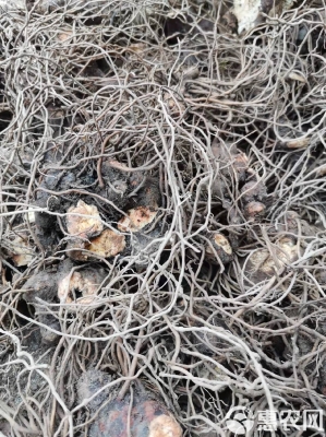 赤峰蒼術(shù)價(jià)格-第1張圖片