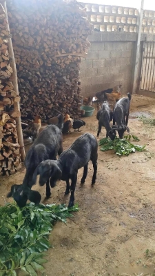 赤峰穆香源牛排店電話號(hào)碼-第1張圖片